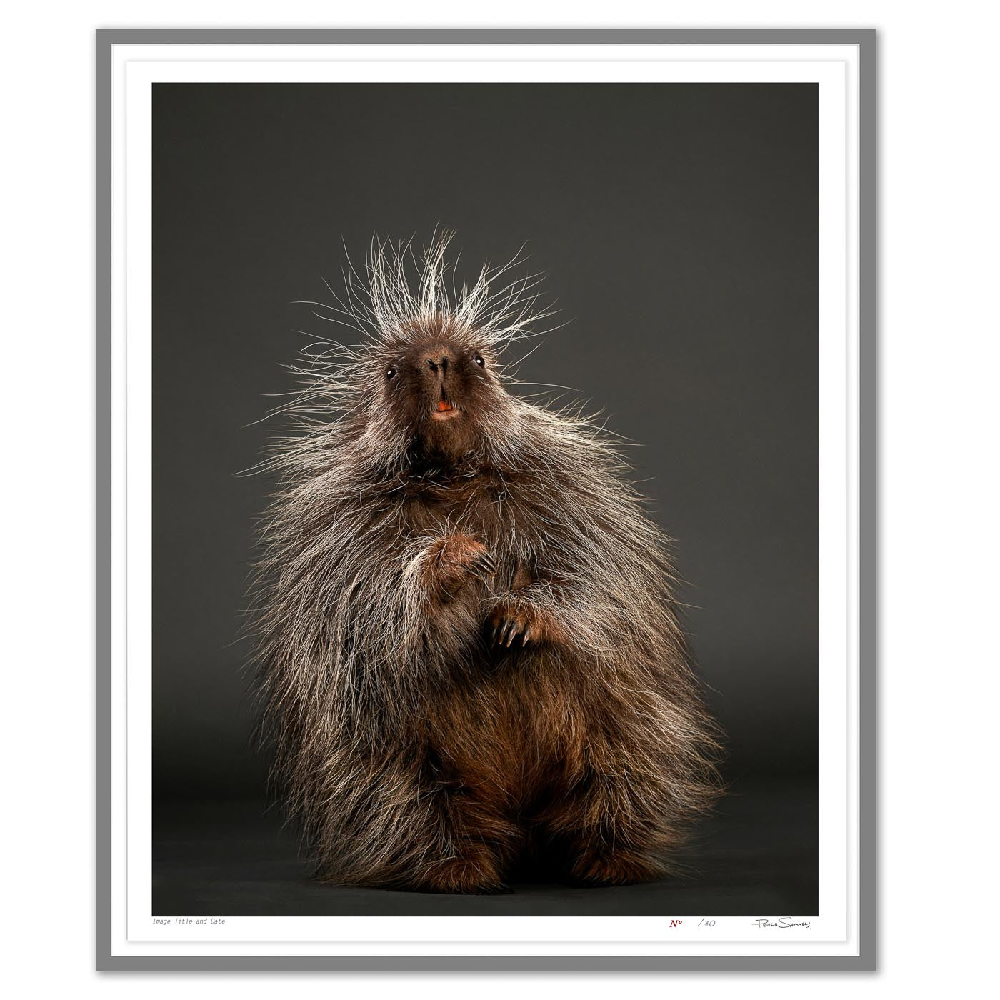 Stickers the Baby Porcupine