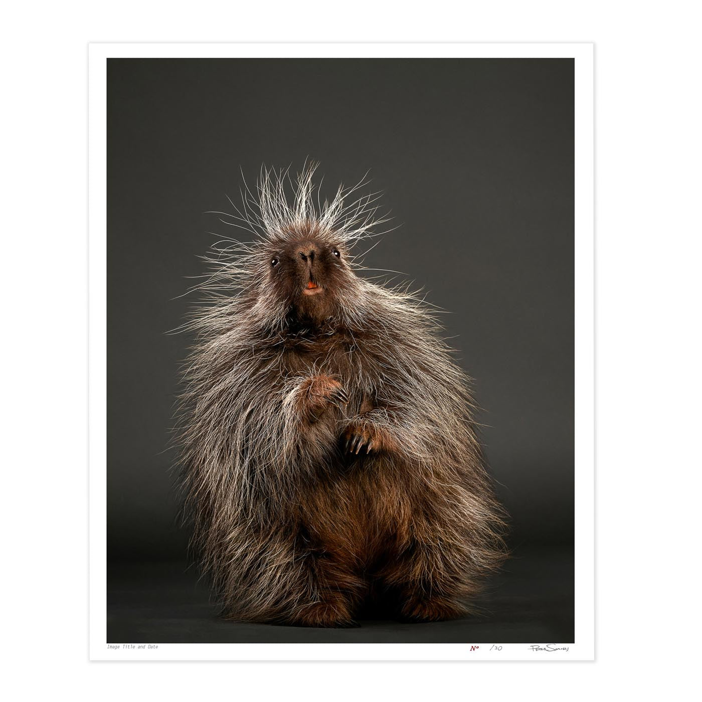 Stickers the Baby Porcupine