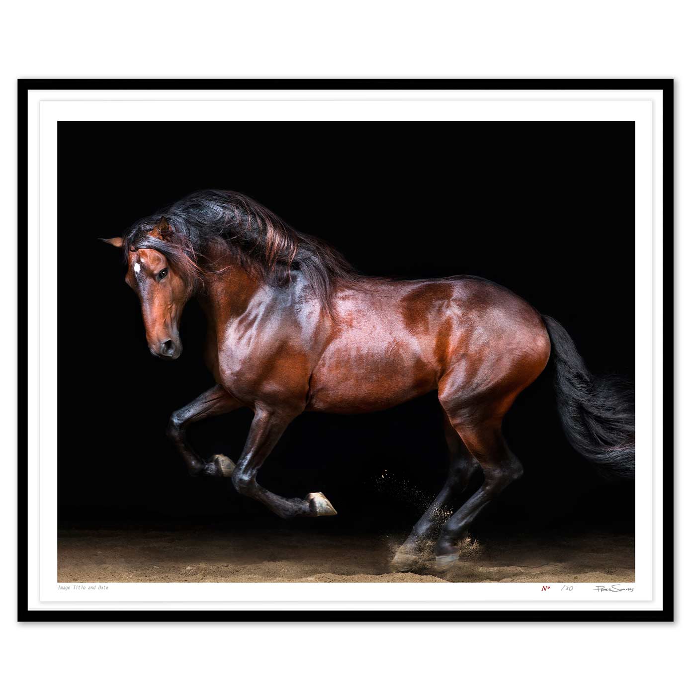 Touche the Lusitano Rearing