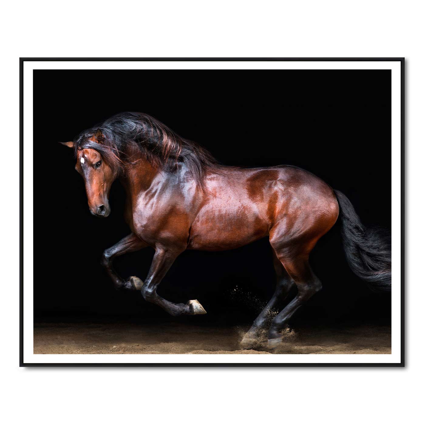 Touche the Lusitano Rearing