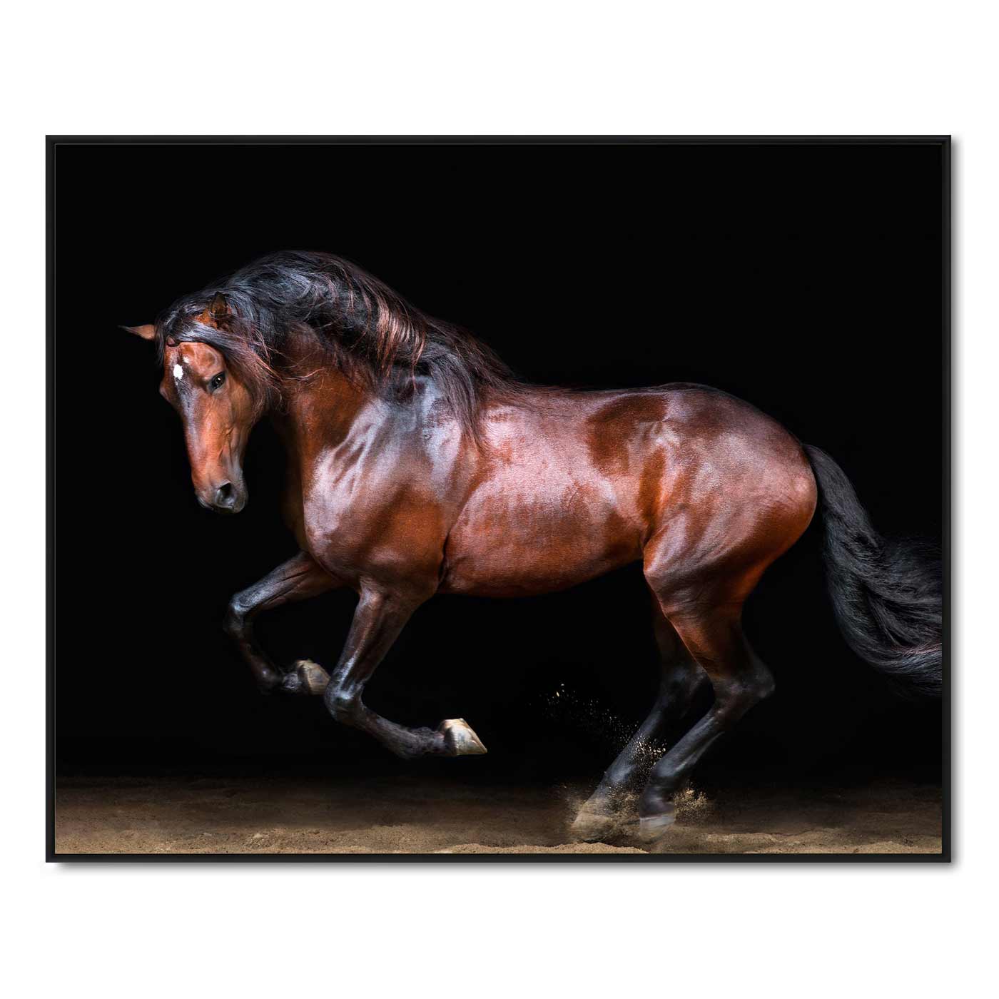 Touche the Lusitano Rearing