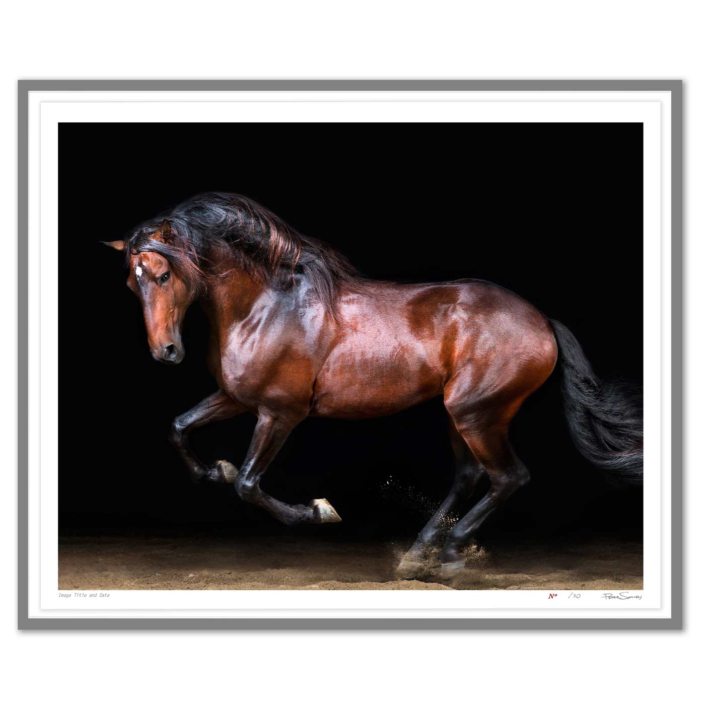 Touche the Lusitano Rearing