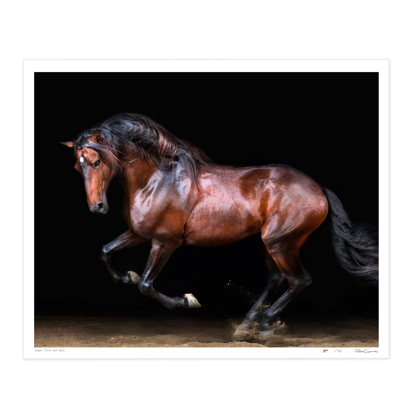 Touche the Lusitano Rearing