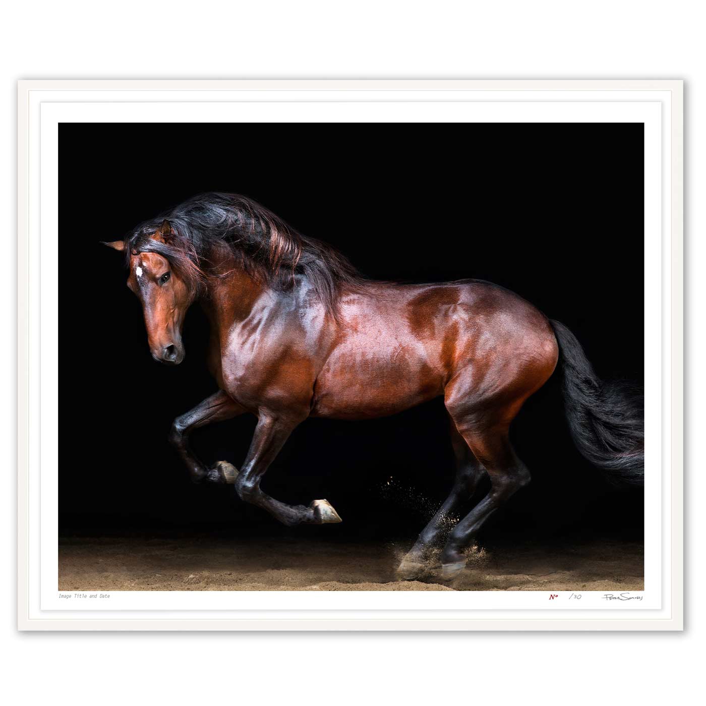 Touche the Lusitano Rearing