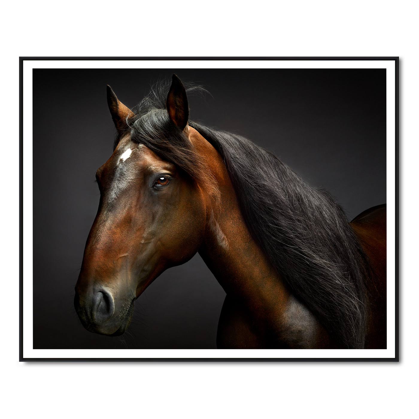 Portrait of Touche the Lusitano Stallion