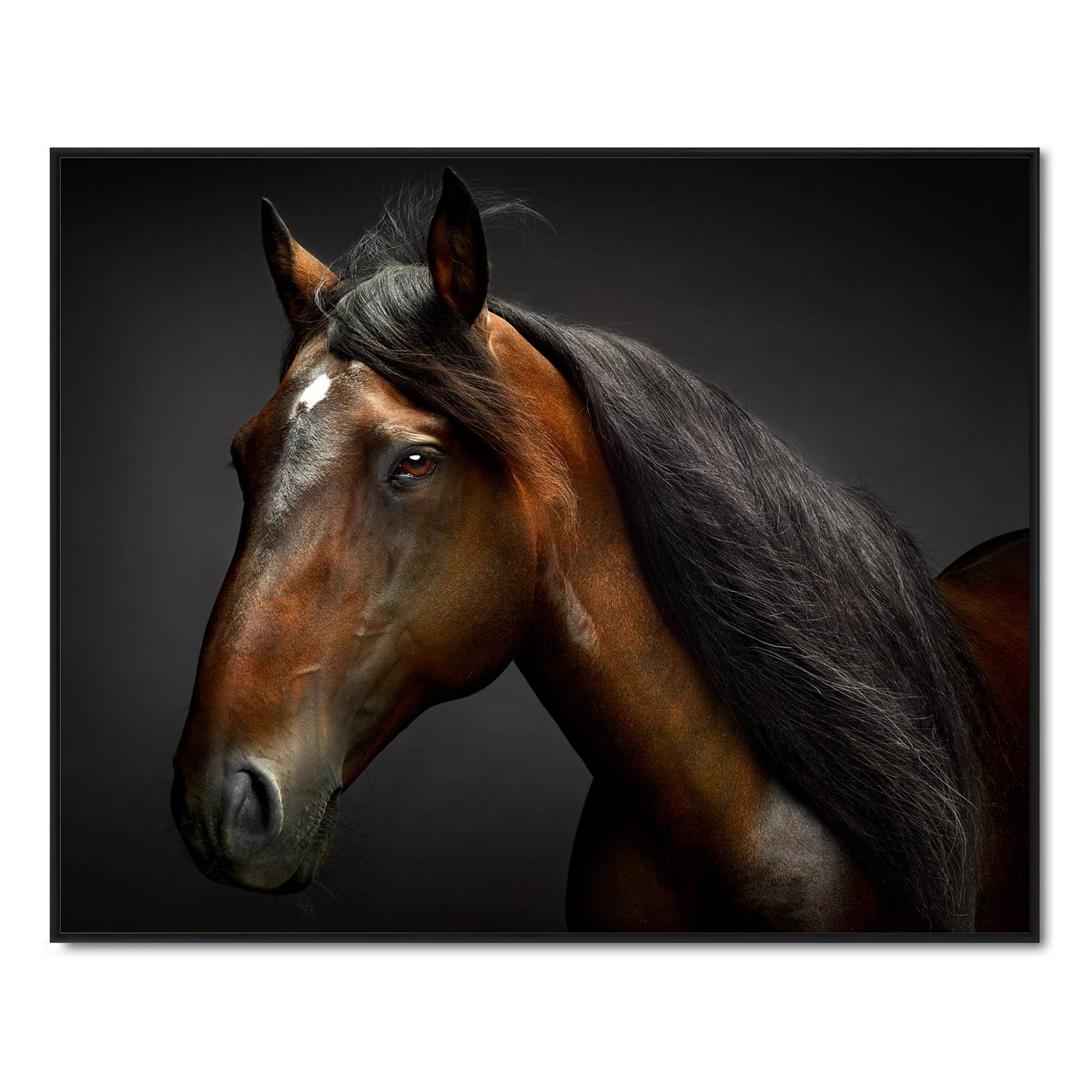 Portrait of Touche the Lusitano Stallion