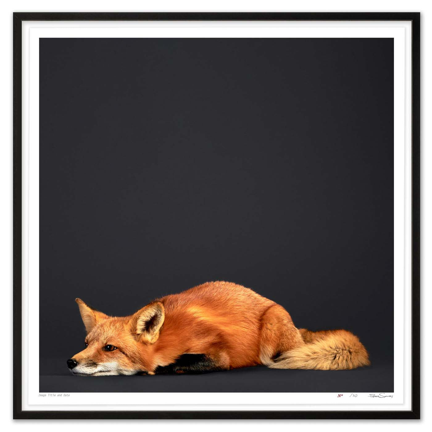 Tuck the Red Fox