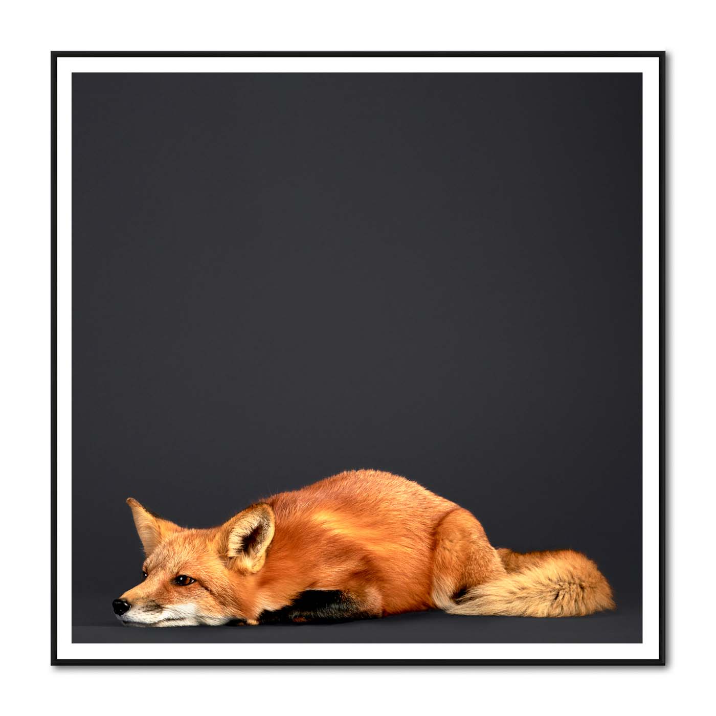 Tuck the Red Fox