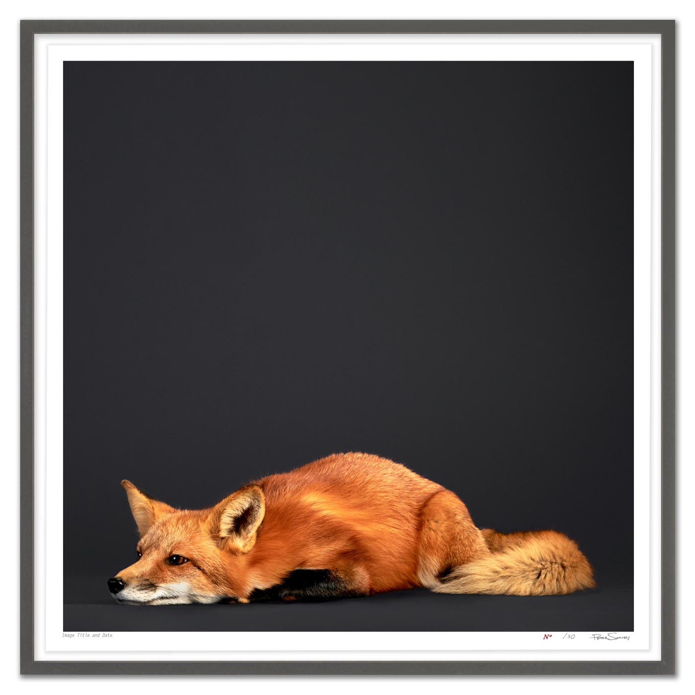 Tuck the Red Fox