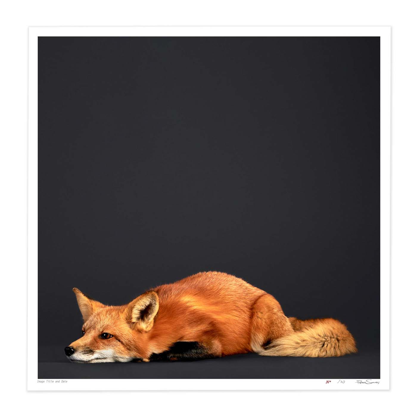Tuck the Red Fox