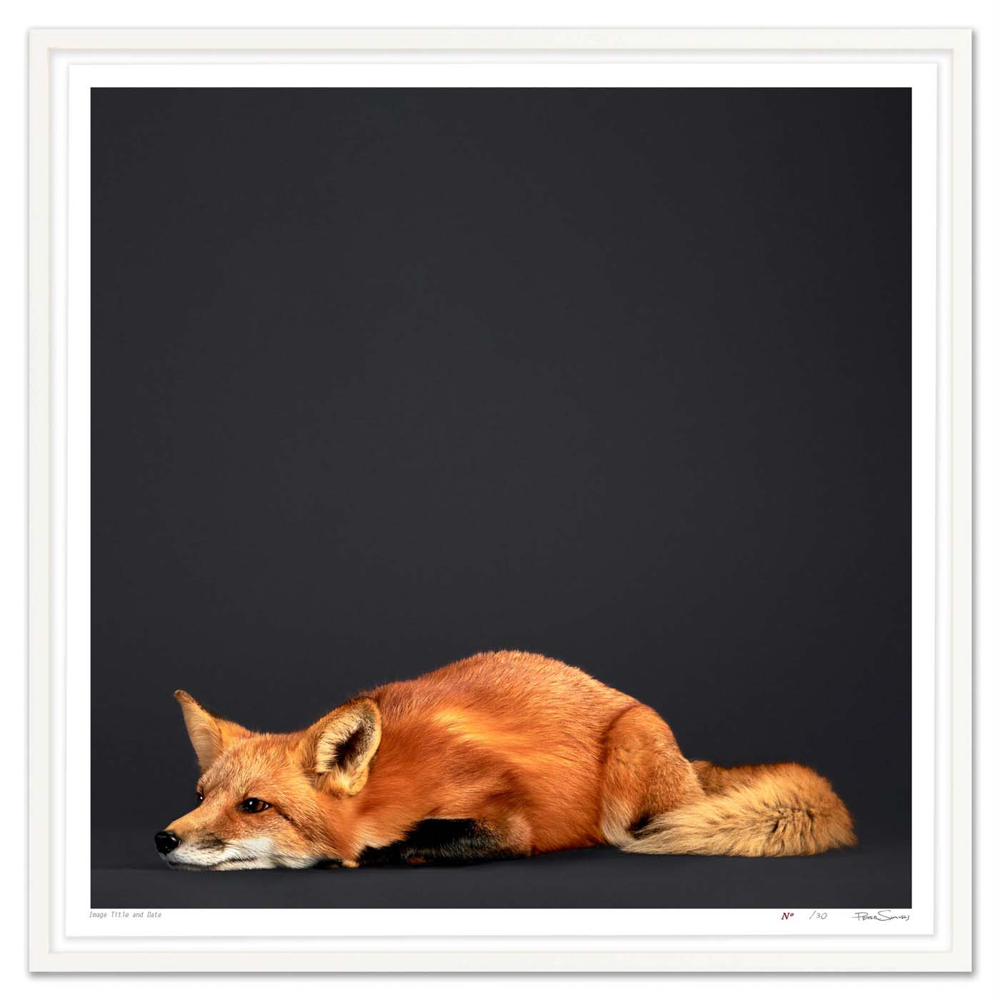 Tuck the Red Fox