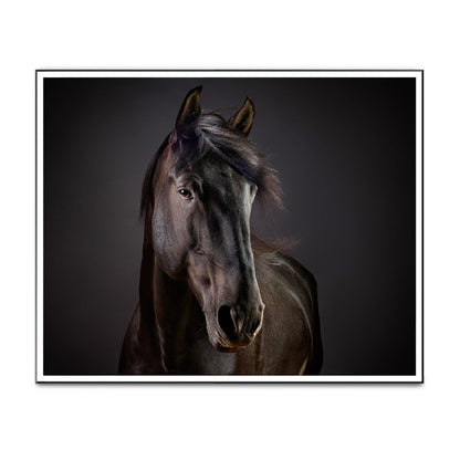 Portrait of Cartola the Lusitano Stallion