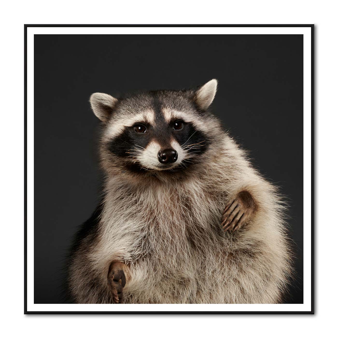 Daisy the Raccoon