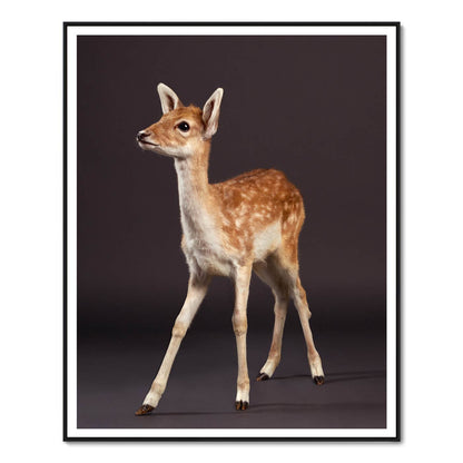 Doenut the Baby Fawn No.1
