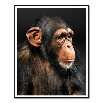 Eli the Chimpanzee No. 2