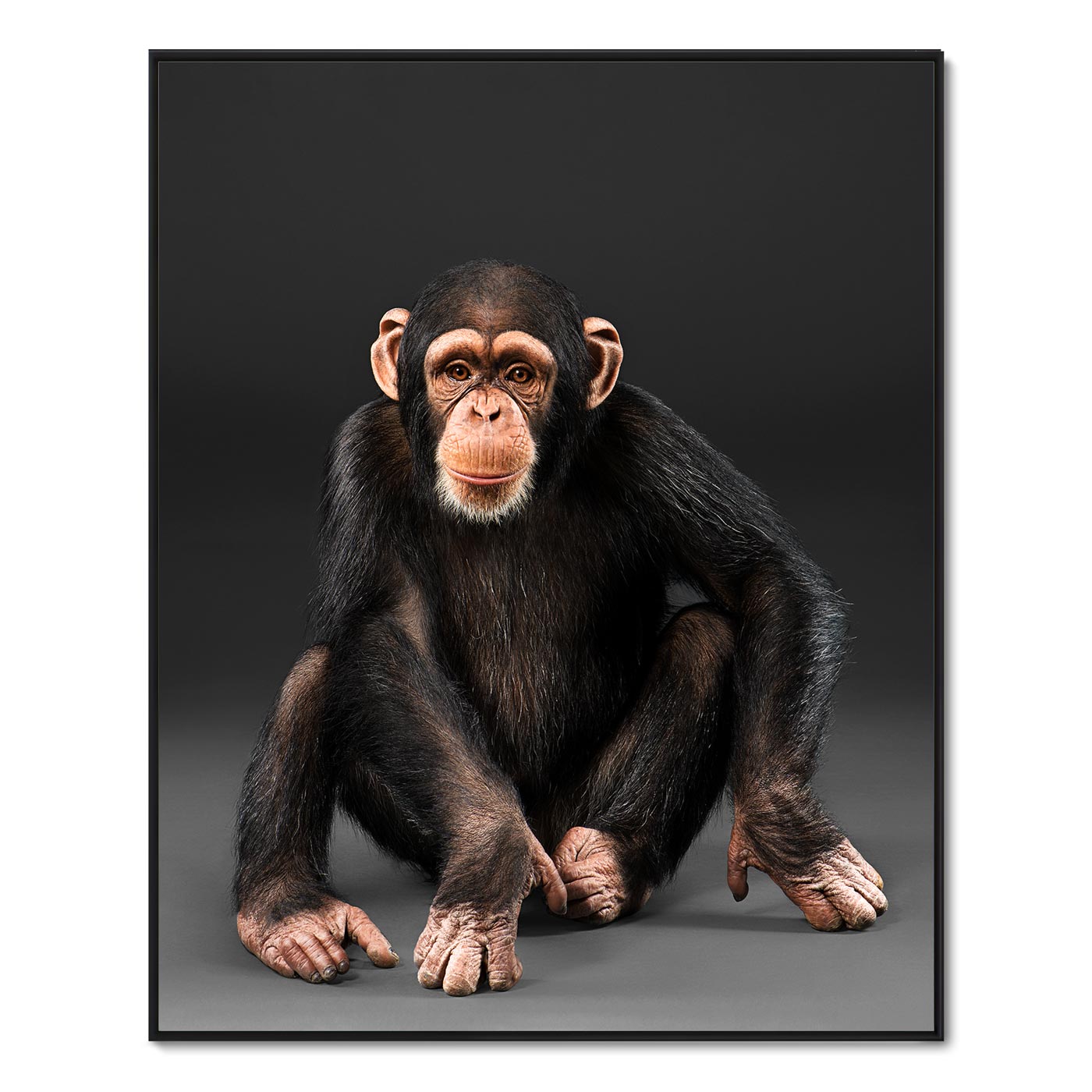 Eli the Chimpanzee No. 1