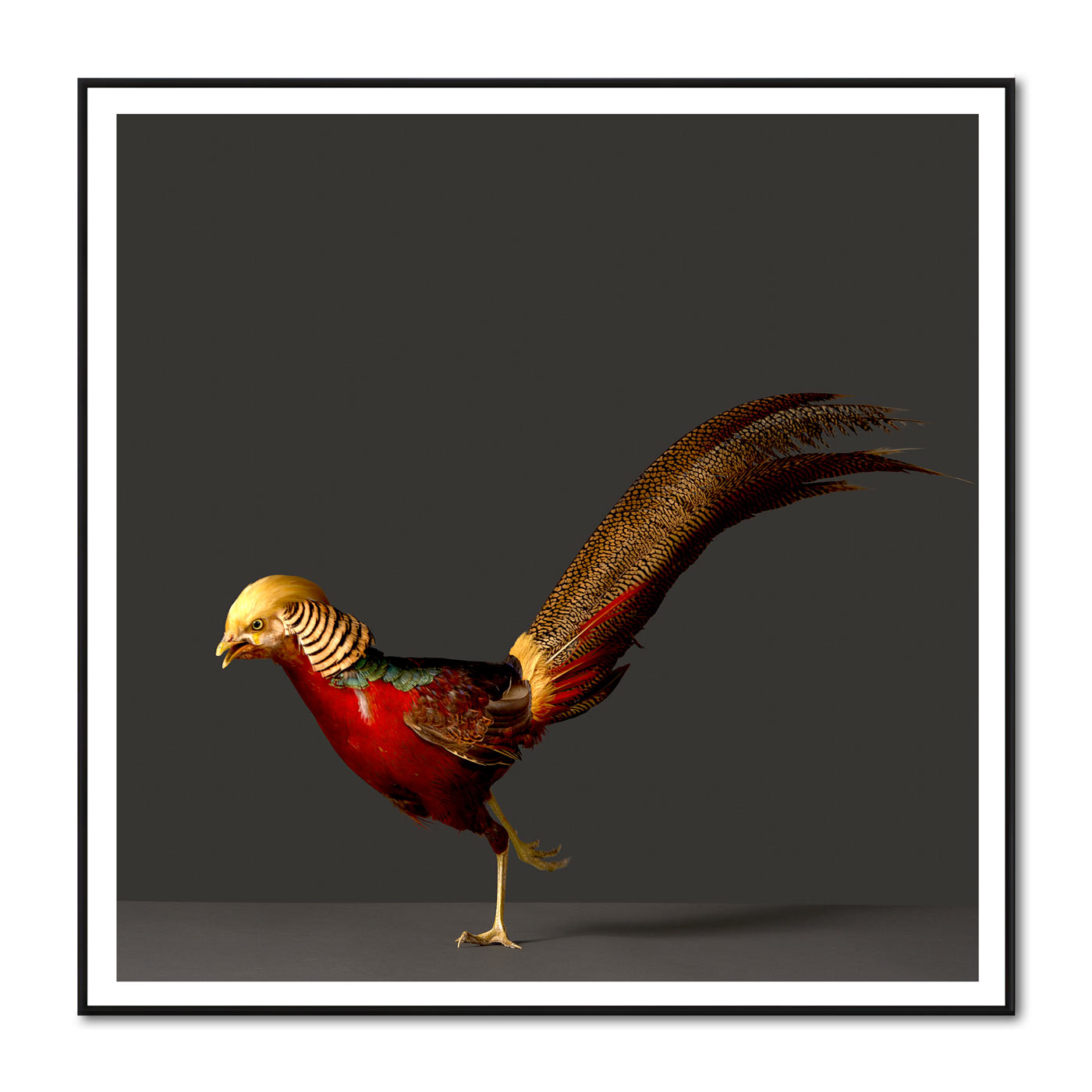 Golden Headed Pheasant #2