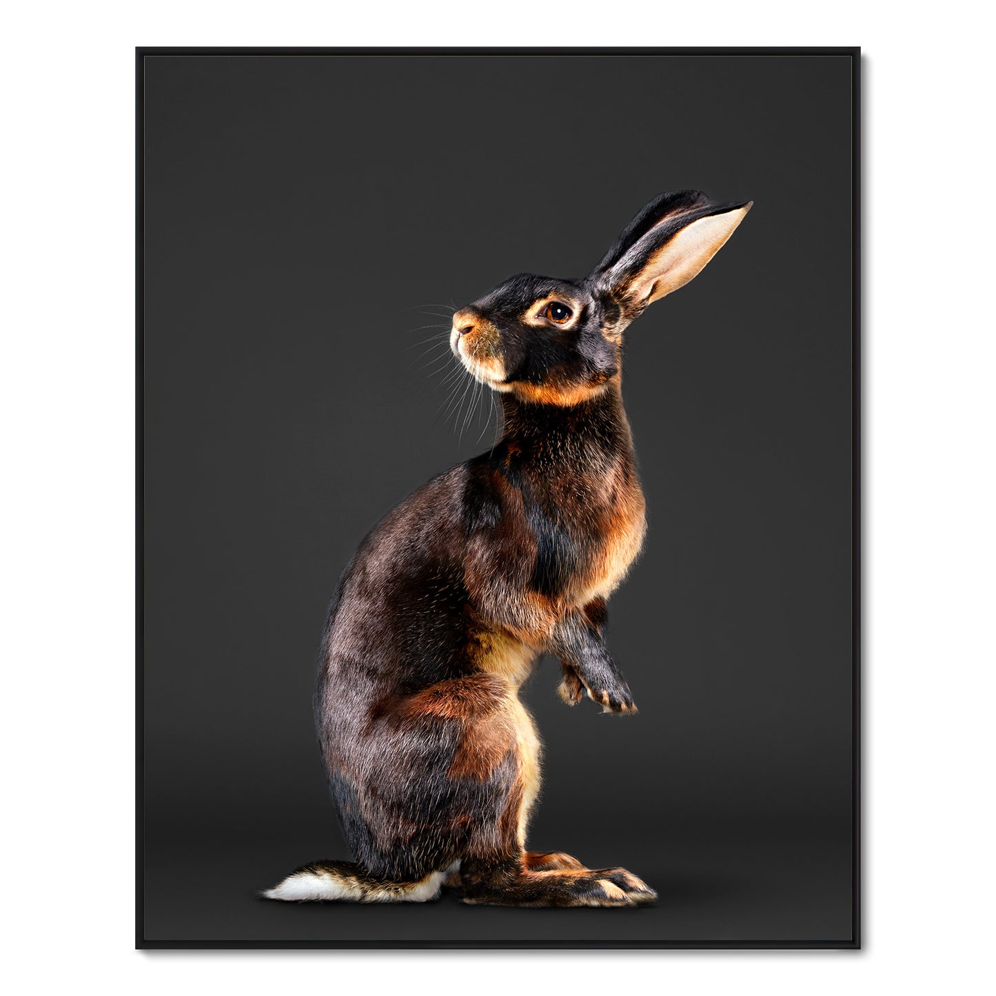 Jack the Belgian Hare