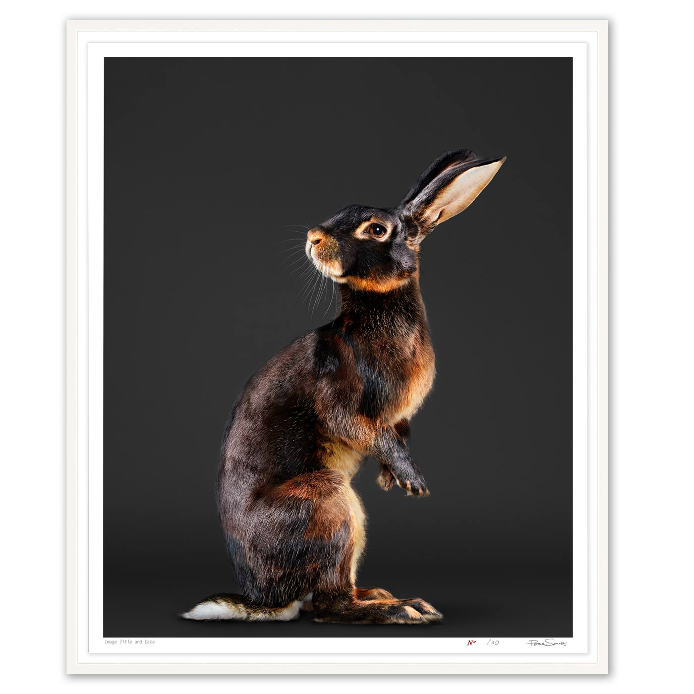 Jack the Belgian Hare