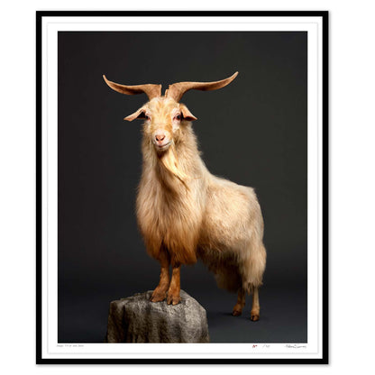 Kristof the Cashmere Goat
