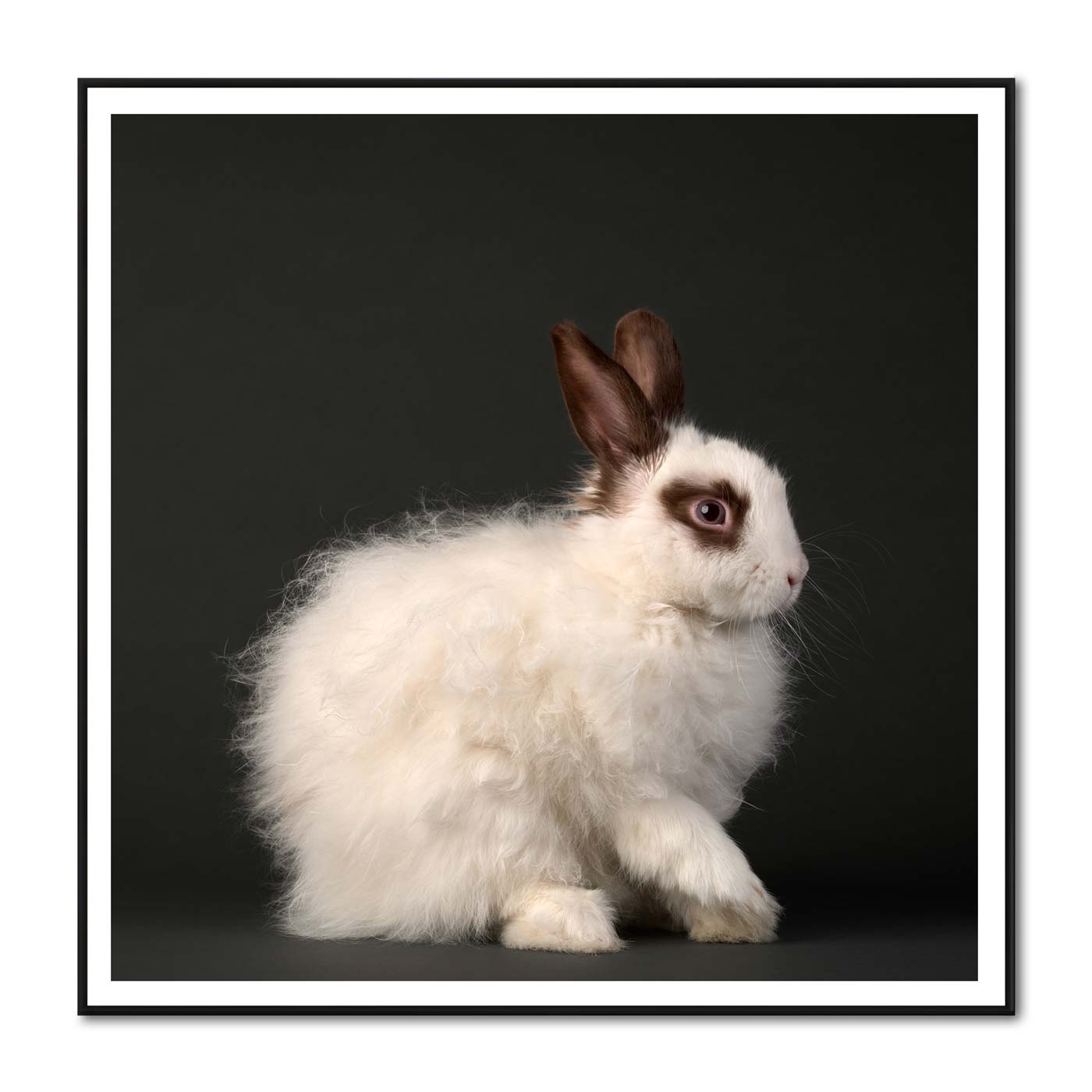 Marilyn Bunroe the Alpaca Rabbit