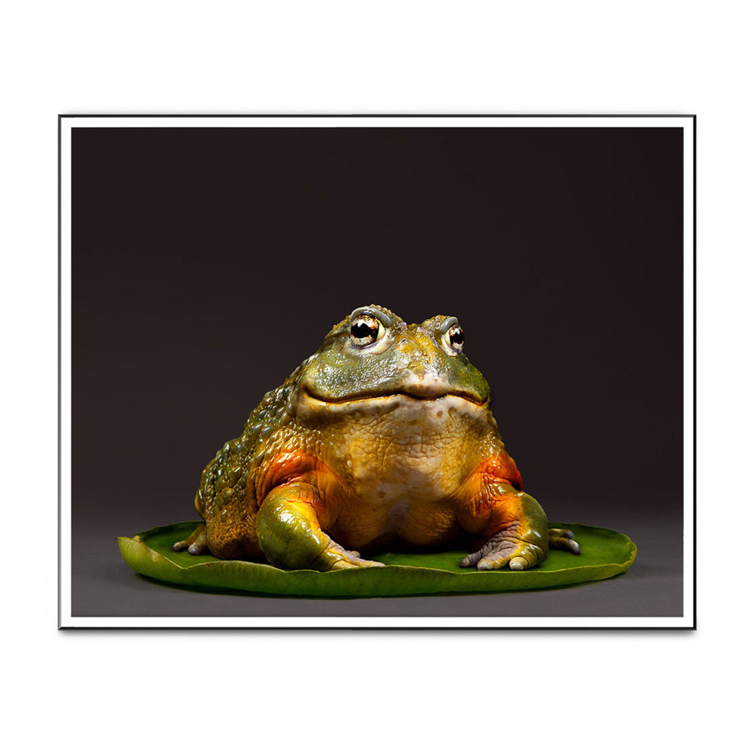 Oberon the Pixie Frog