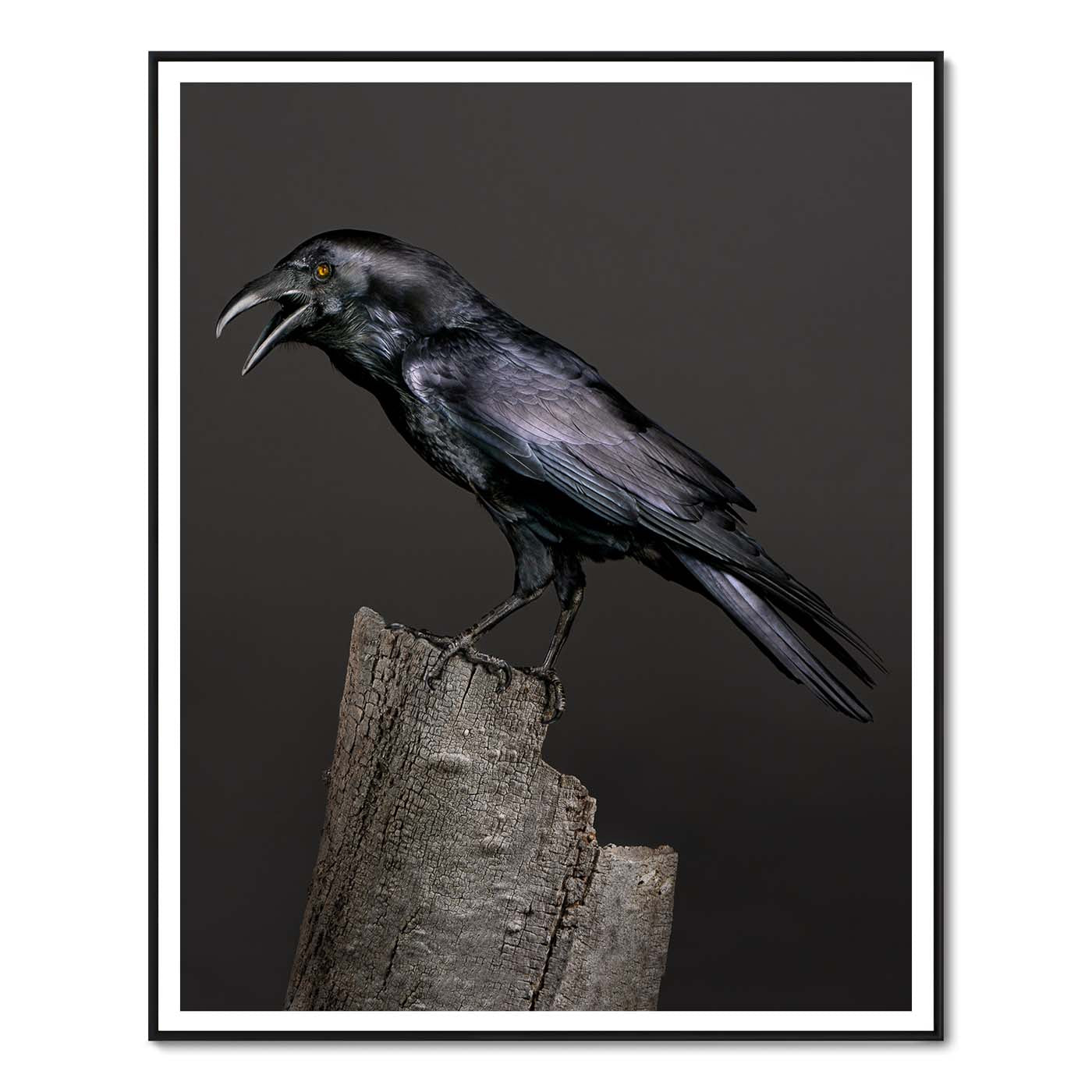 Poe, the half-blind Raven