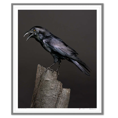 Poe, the half-blind Raven