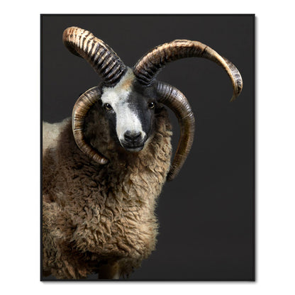 Portrait of Presley the Jacob Sheep
