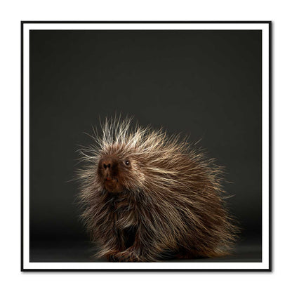Stickers the Baby Porcupine No. 2
