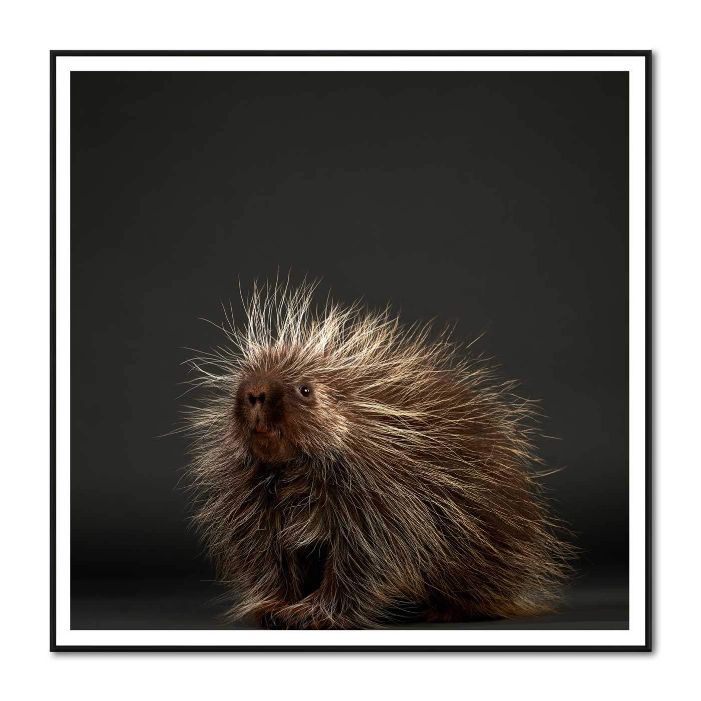 Stickers the Baby Porcupine No. 2