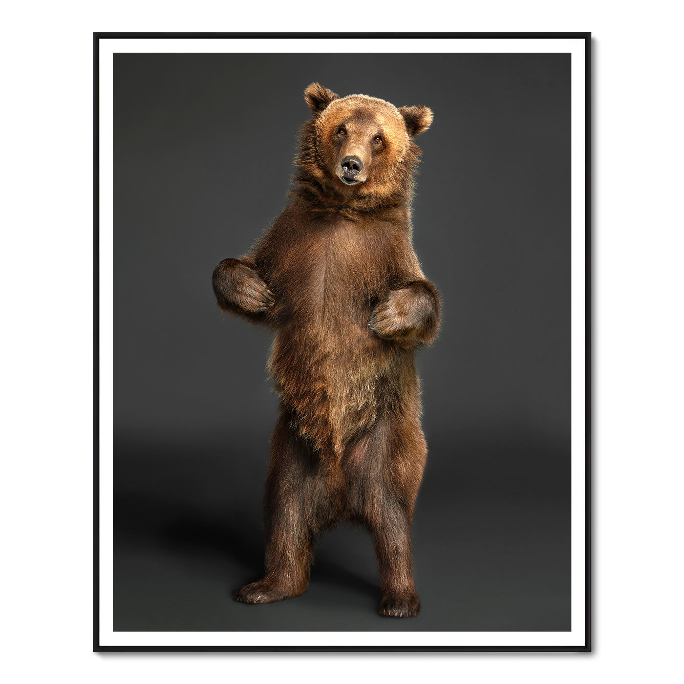 Tag the Kodiak Bear
