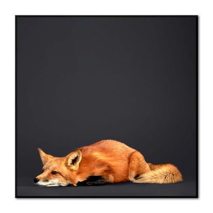 Tuck the Red Fox