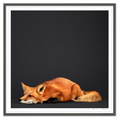 Tuck the Red Fox