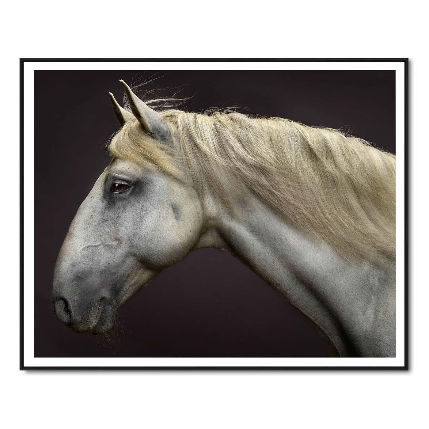 Portrait of Zap Du Voga the Lusitano Stallion