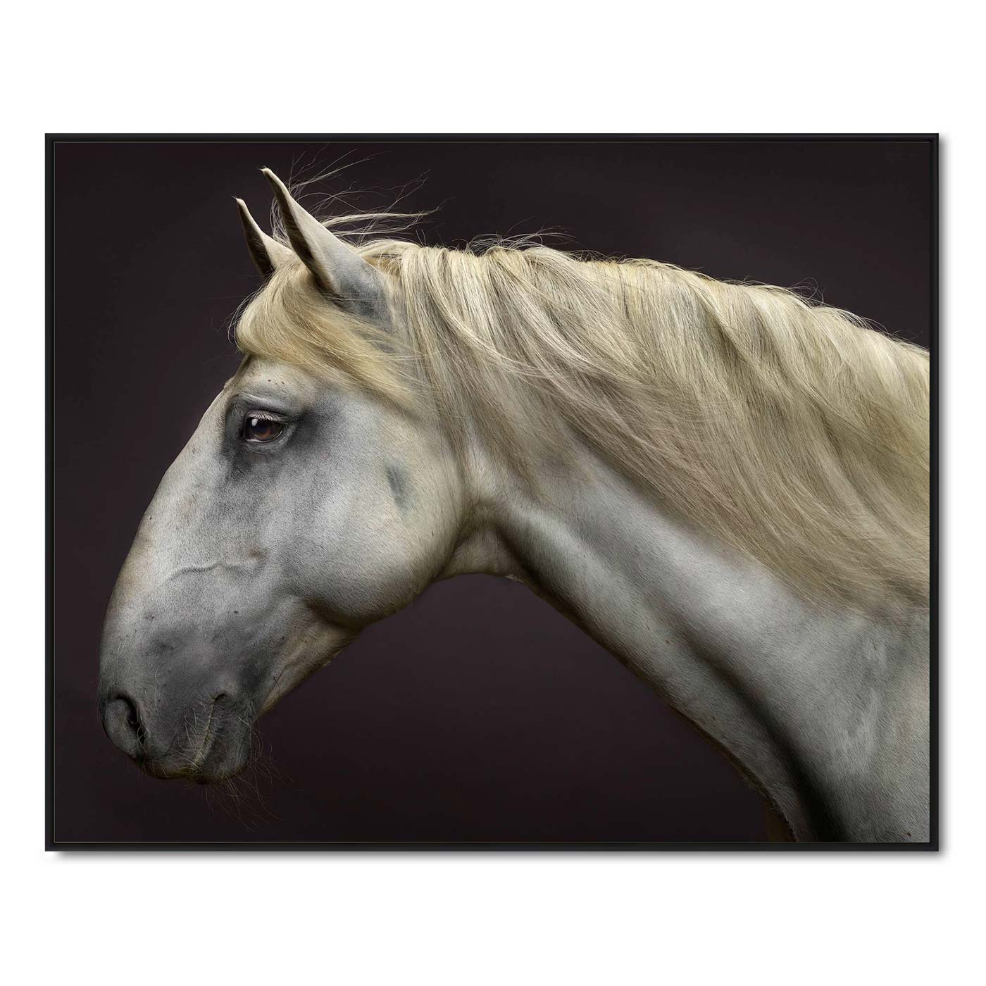 Portrait of Zap Du Voga the Lusitano Stallion